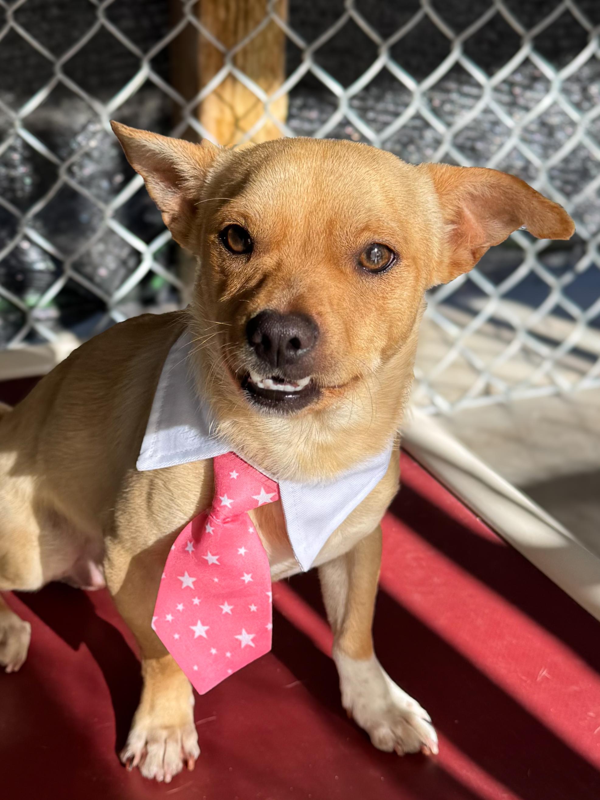 Enlarge DANIEL, a Adoptable mixed breed in Fresno, CA image 2/6