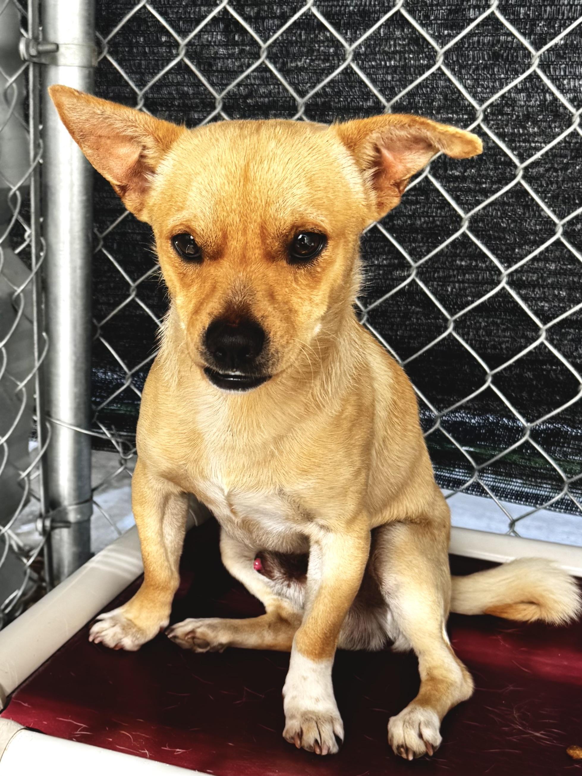 Enlarge DANIEL, a Adoptable mixed breed in Fresno, CA image 5/6