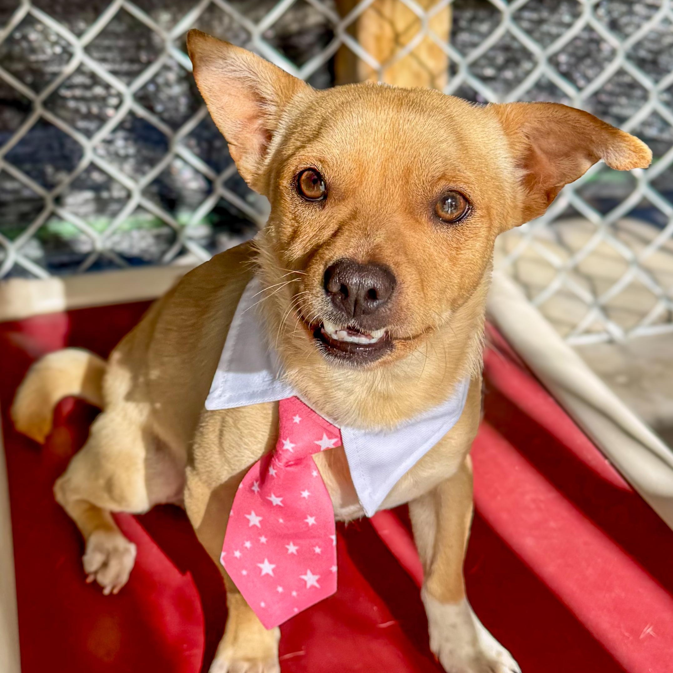 DANIEL, Adoptable, Adult Male Pug & Chihuahua.