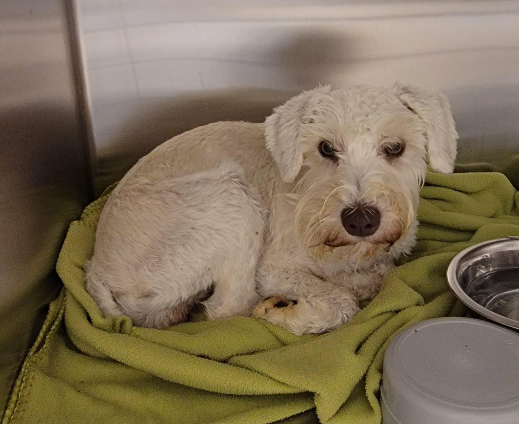 Enlarge Dawn, a ADOPTABLE Miniature Schnauzer in Van Alstyne, TX image 1/4