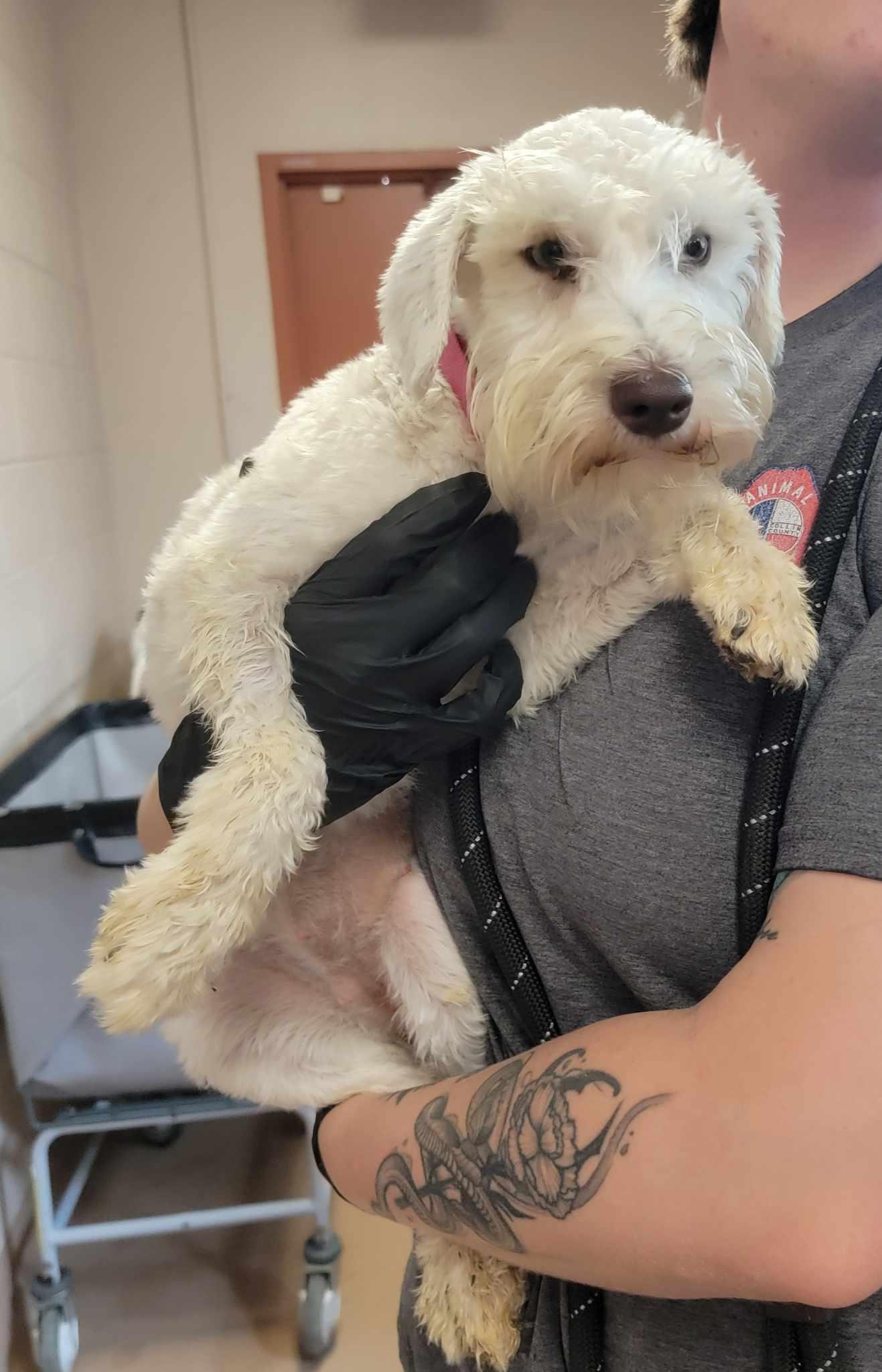 Enlarge Dawn, a ADOPTABLE Miniature Schnauzer in Van Alstyne, TX image 4/4