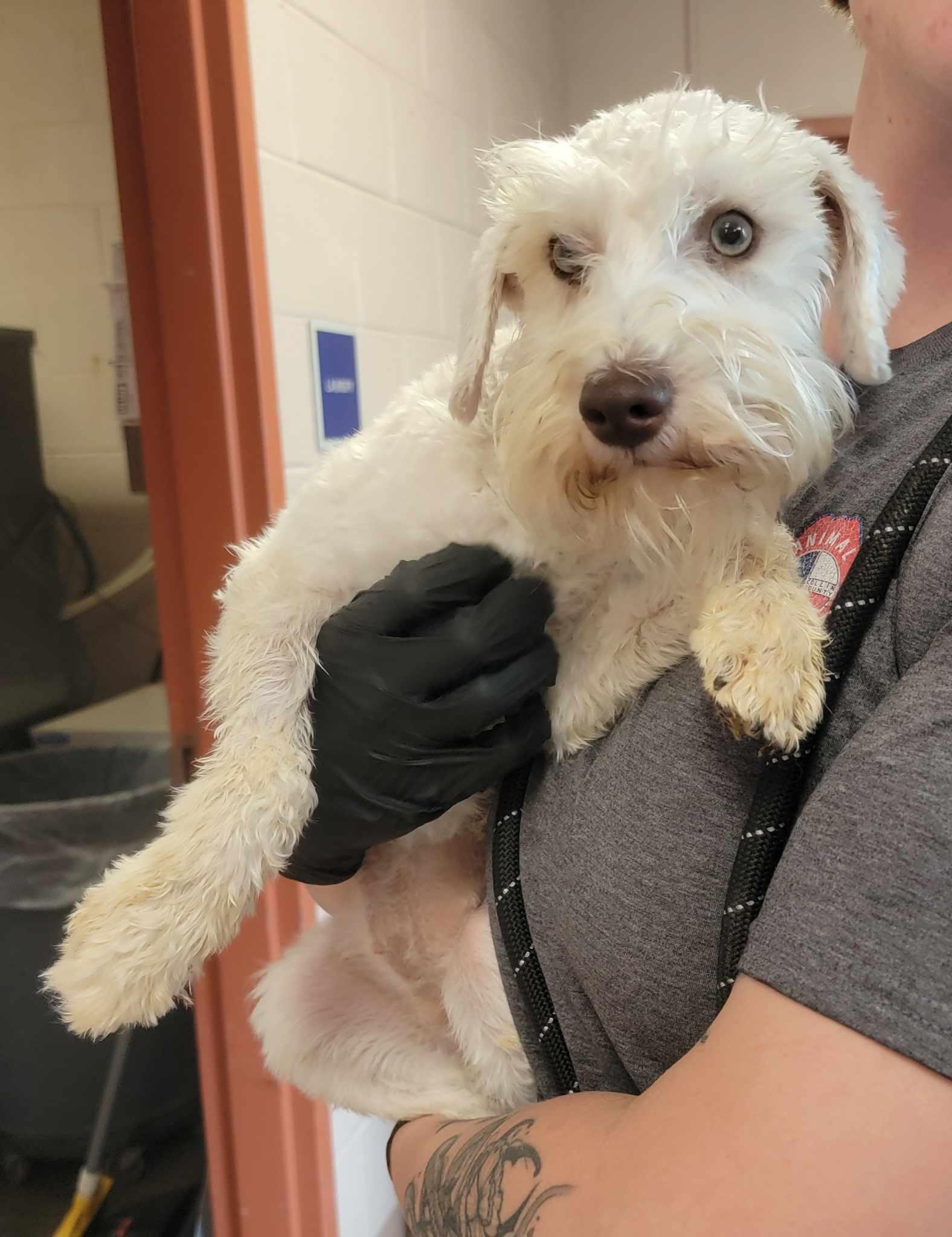 Enlarge Dawn, a ADOPTABLE Miniature Schnauzer in Van Alstyne, TX image 2/4