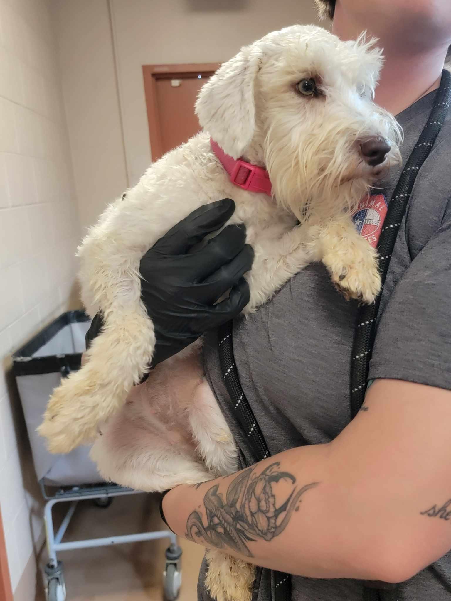 Enlarge Dawn, a ADOPTABLE Miniature Schnauzer in Van Alstyne, TX image 3/4