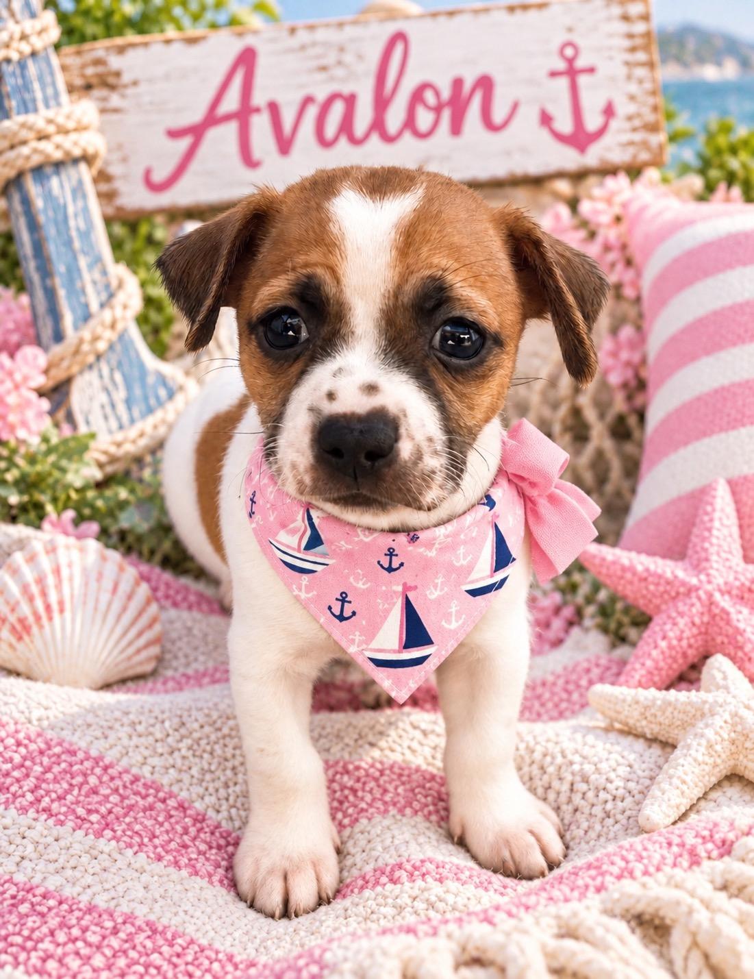 Avalon, Adoptable, Puppy Female Parson Russell Terrier & Chihuahua.