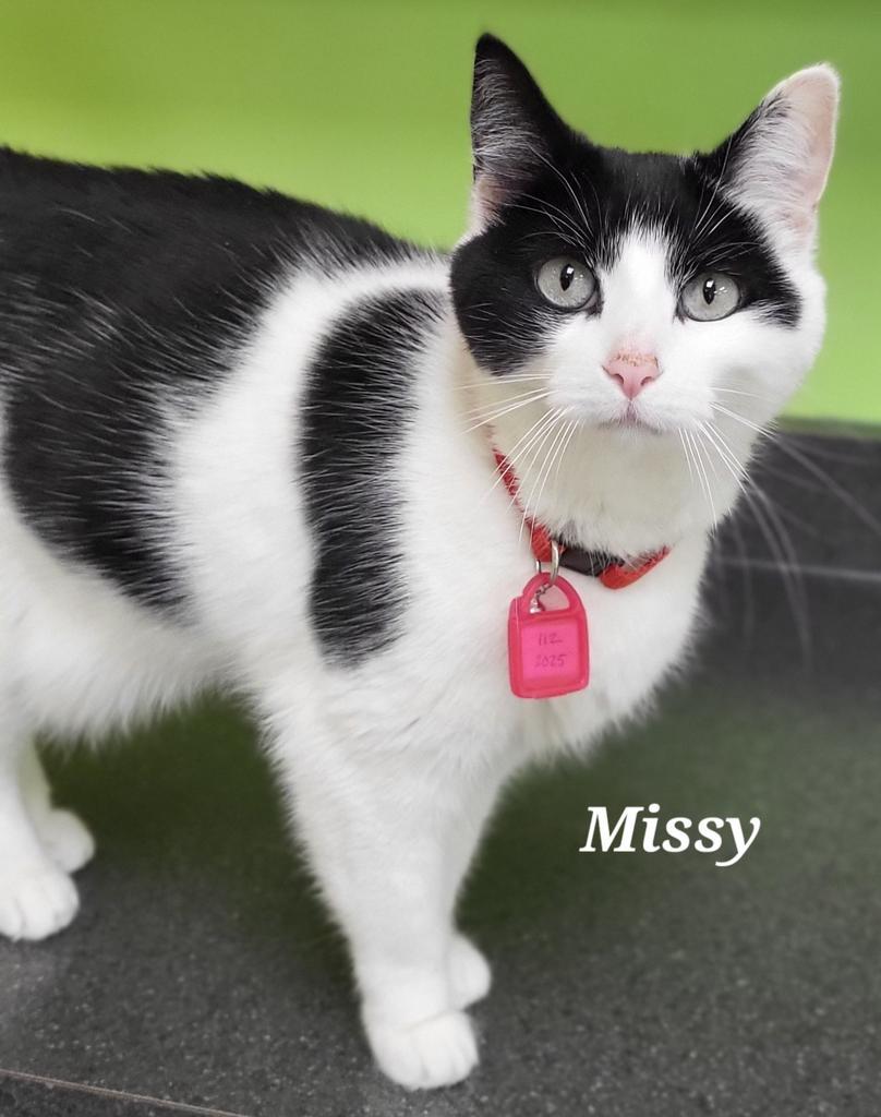Missy, a Adoptable mixed breed in Kendallville, IN image 1/2