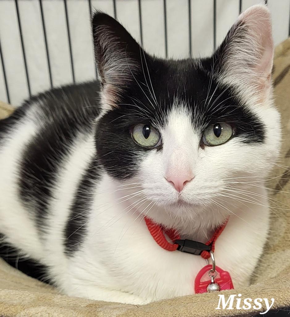 Missy, a Adoptable mixed breed in Kendallville, IN image 2/2