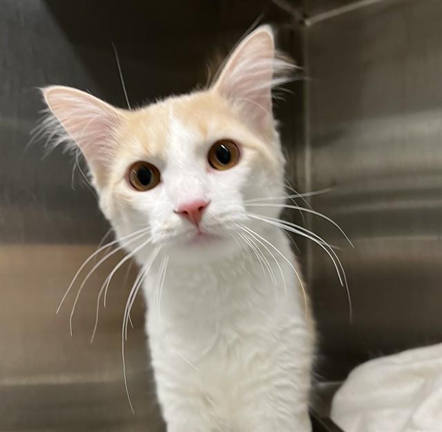 ATLAS (SCRAPPY), Adoptable, Young Male Domestic Medium Hair.