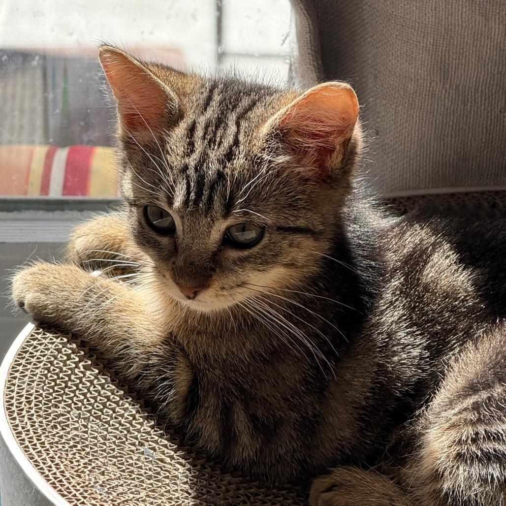 Stella (LB), Adoptable, Young Female Domestic Short Hair.