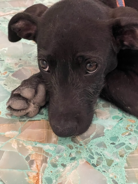 Saved from Mexico!!! photo 3