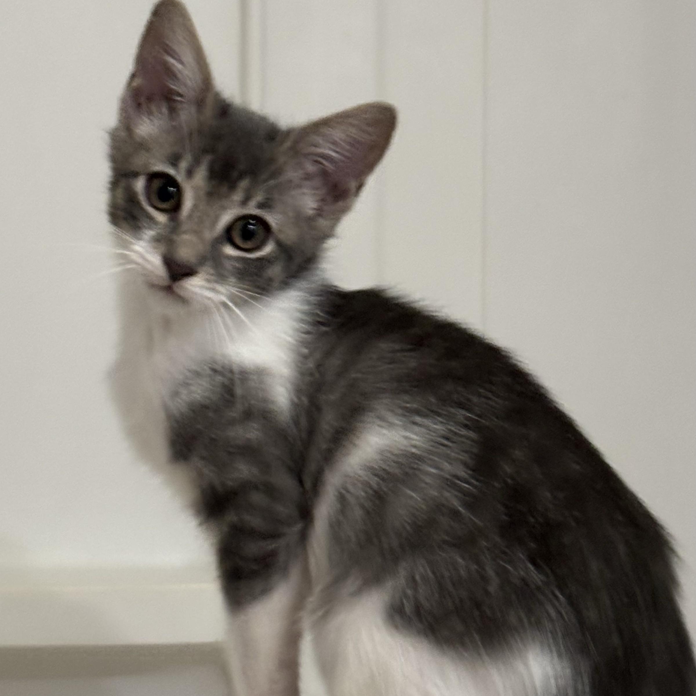 Enlarge Gary Maloney, a Adoptable mixed breed in Denver, CO image 5/5