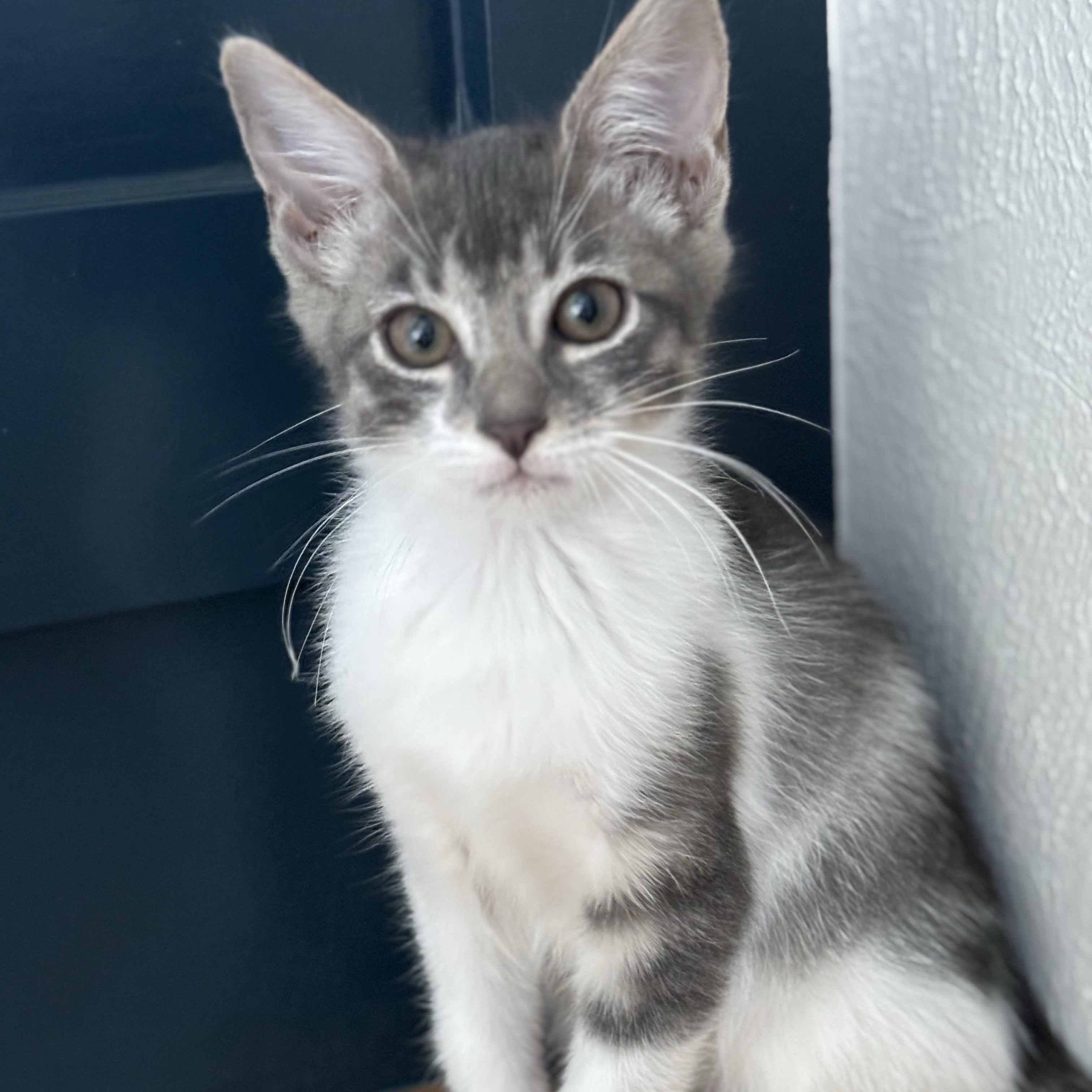 Enlarge Gary Maloney, a Adoptable mixed breed in Denver, CO image 4/5
