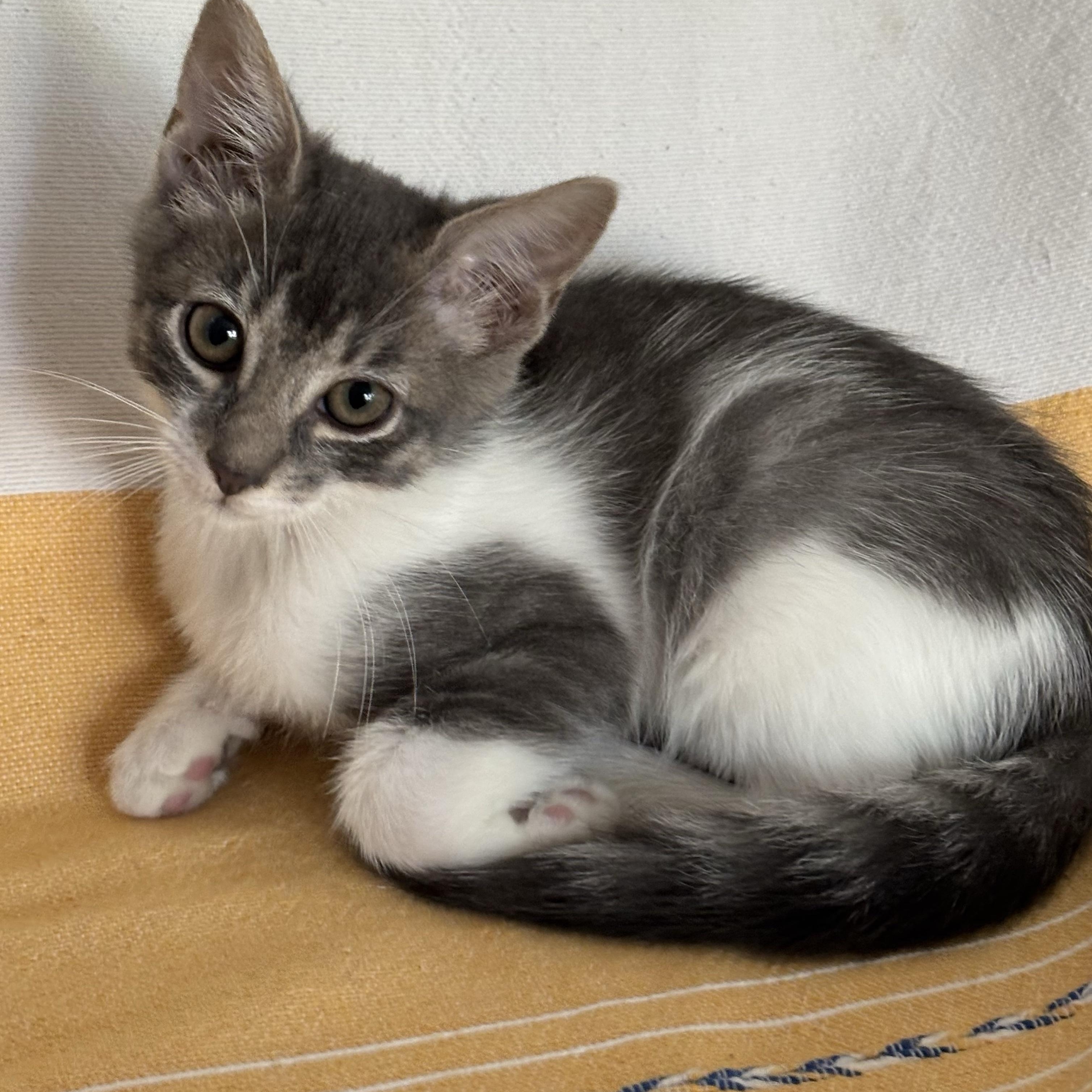 Gary Maloney, Adoptable, Kitten Male Domestic Medium Hair & Tabby.