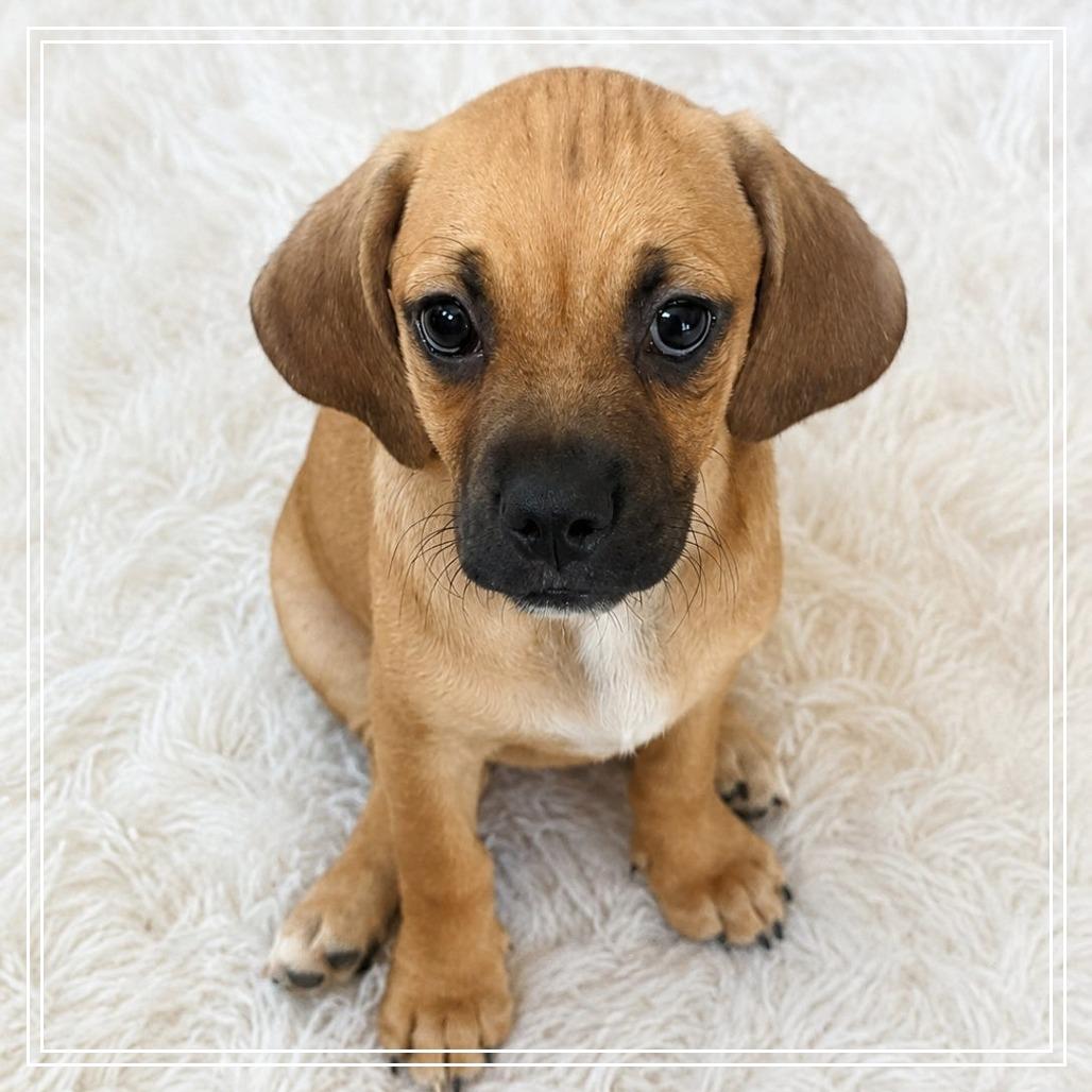 Eleanor, Adoptable, Puppy Female Basset Hound & Pug.