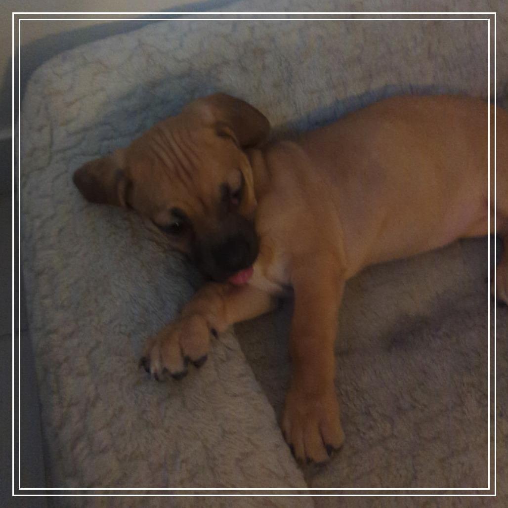 Enlarge Eleanor, a Adoptable mixed breed in Chandler, AZ image 2/2