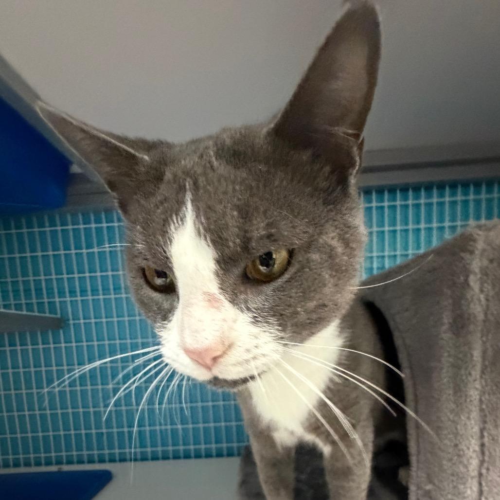 Frank, Adoptable, Adult Male Domestic Short Hair.