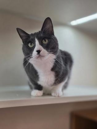 Sharkie, Adoptable, Senior Female Domestic Short Hair & Domestic Short Hair.