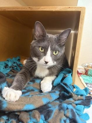 Enlarge Sharkie, a Adoptable mixed breed in Bellevue, WA image 2/3
