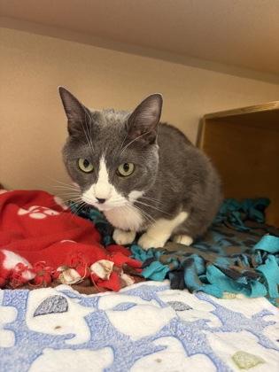 Enlarge Sharkie, a Adoptable mixed breed in Bellevue, WA image 3/3