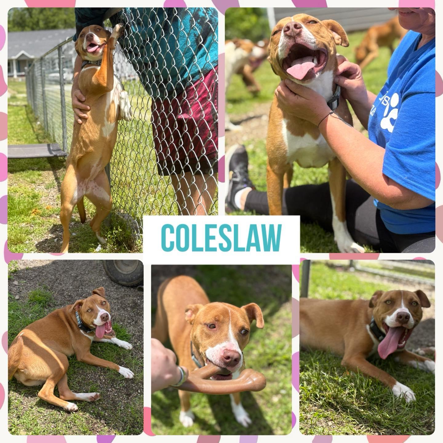 Enlarge Cole Slaw, a Adoptable mixed breed in Huntington, WV image 1/6