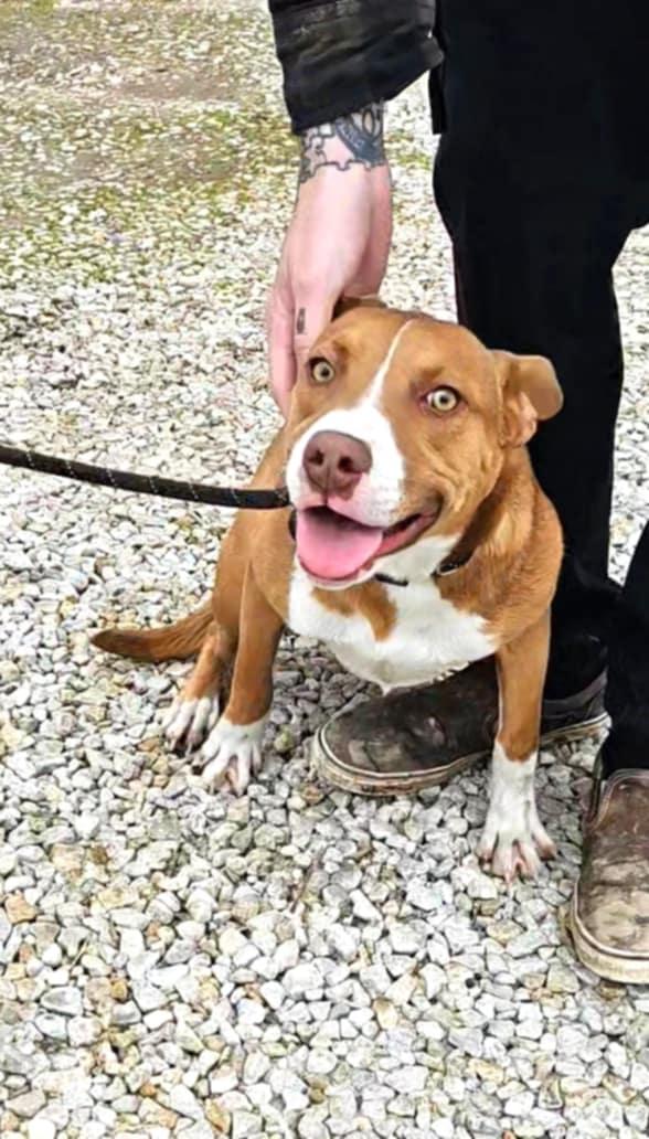 Enlarge Cole Slaw, a Adoptable mixed breed in Huntington, WV image 3/6