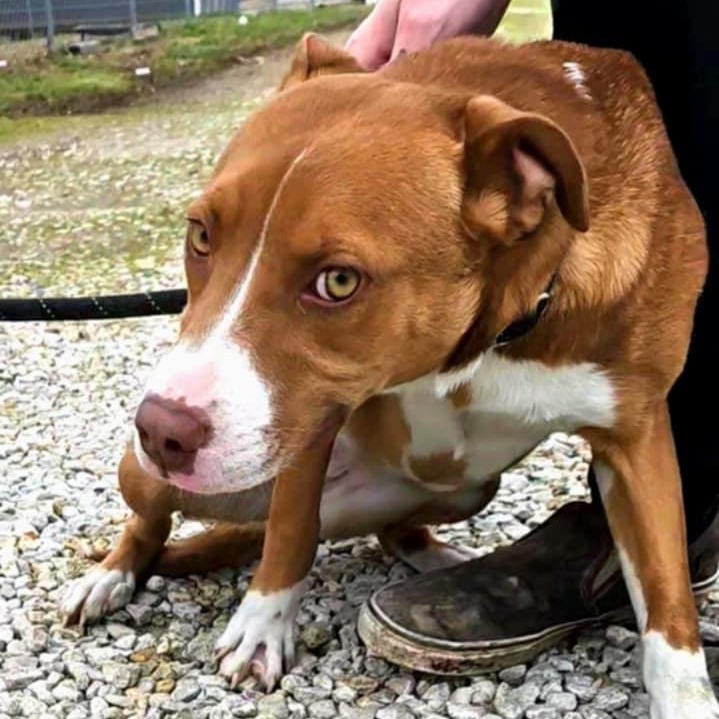 Enlarge Cole Slaw, a Adoptable mixed breed in Huntington, WV image 4/6