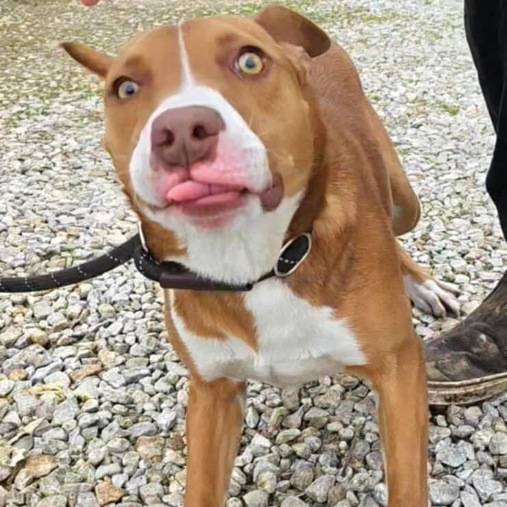 Enlarge Cole Slaw, a Adoptable mixed breed in Huntington, WV image 5/6
