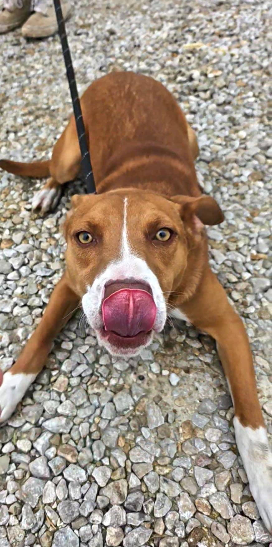 Enlarge Cole Slaw, a Adoptable mixed breed in Huntington, WV image 2/6