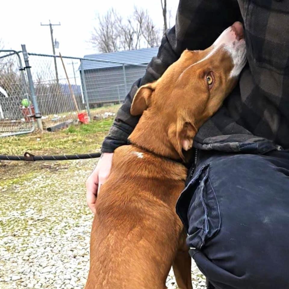 Enlarge Cole Slaw, a Adoptable mixed breed in Huntington, WV image 6/6