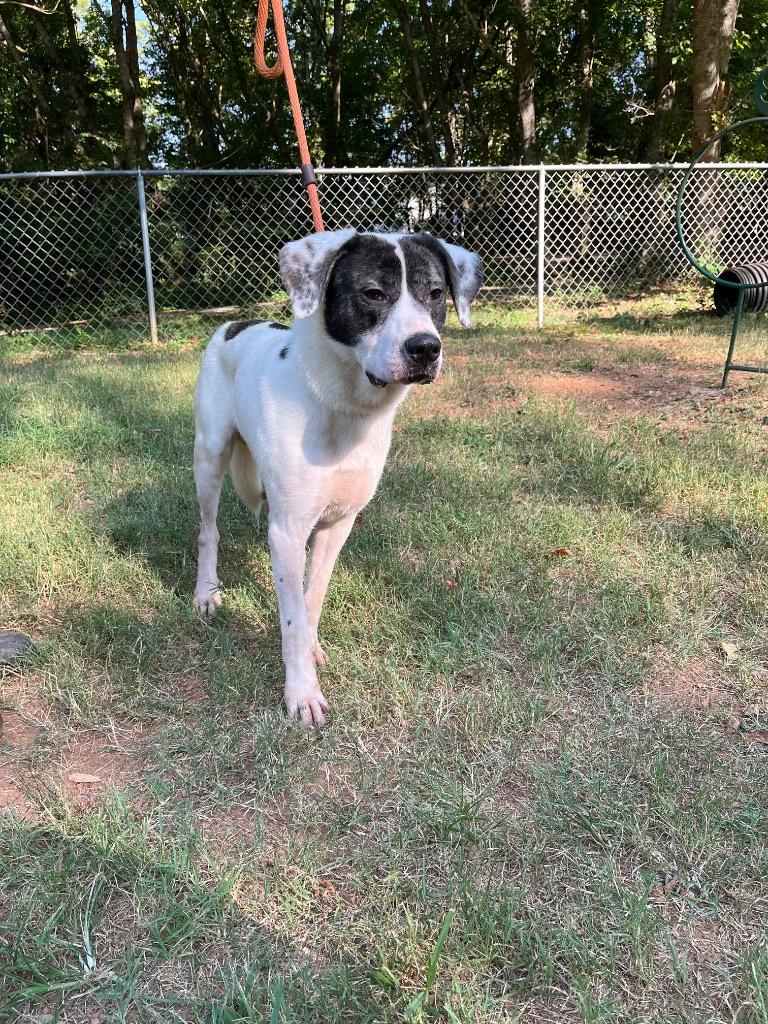 Conrad, Adoptable, Adult Male Mixed Breed.