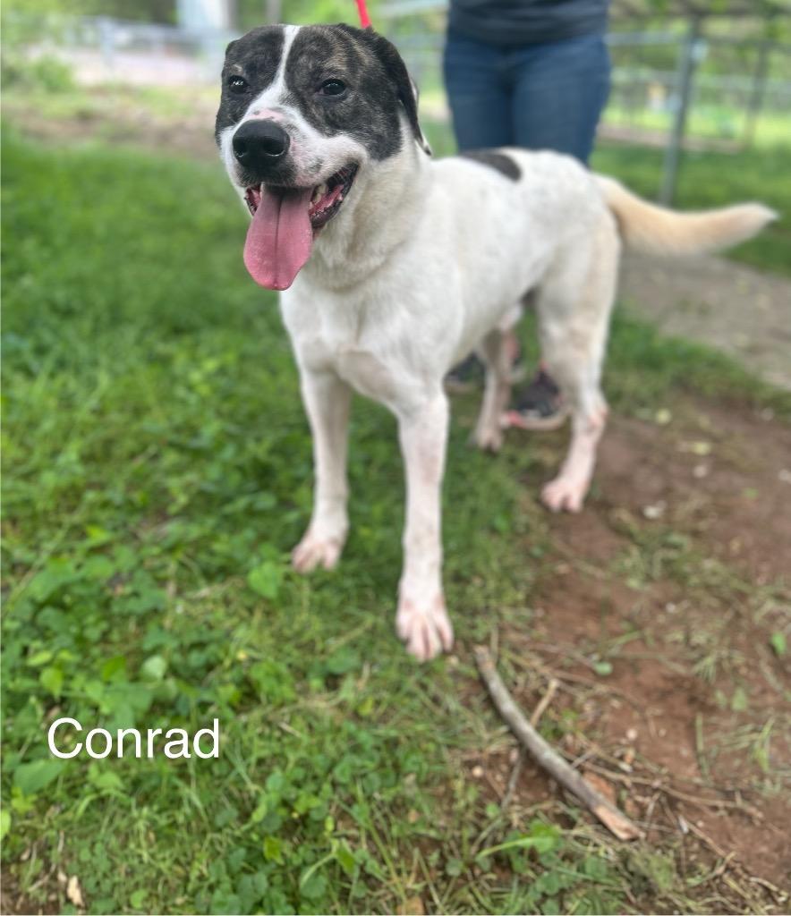Conrad, a Adoptable mixed breed in Lawrenceburg, TN image 2/6