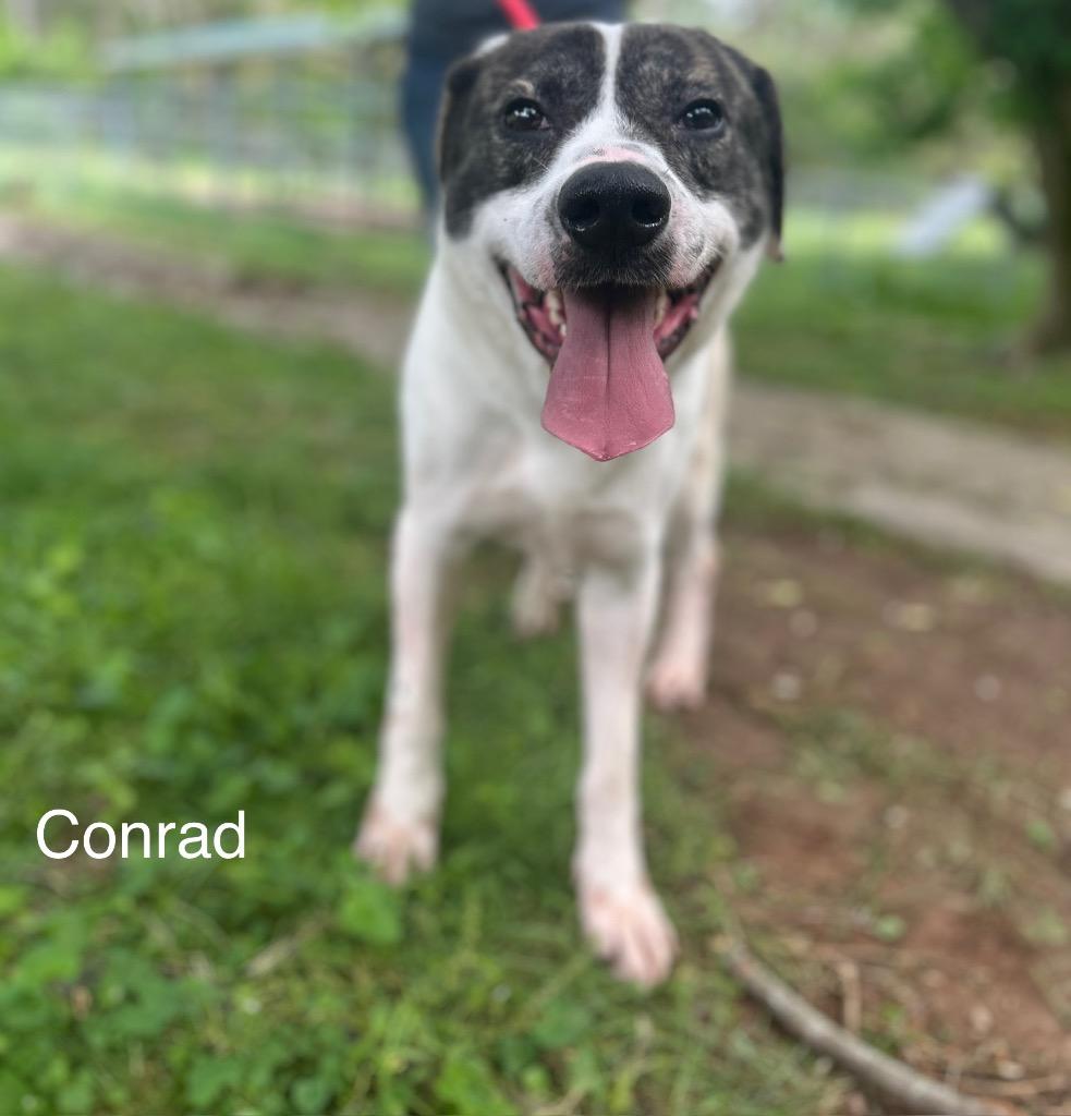 Enlarge Conrad, a Adoptable mixed breed in Lawrenceburg, TN image 2/6