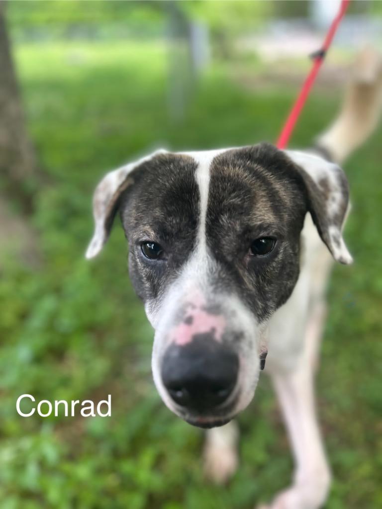 Conrad, a Adoptable mixed breed in Lawrenceburg, TN image 4/6