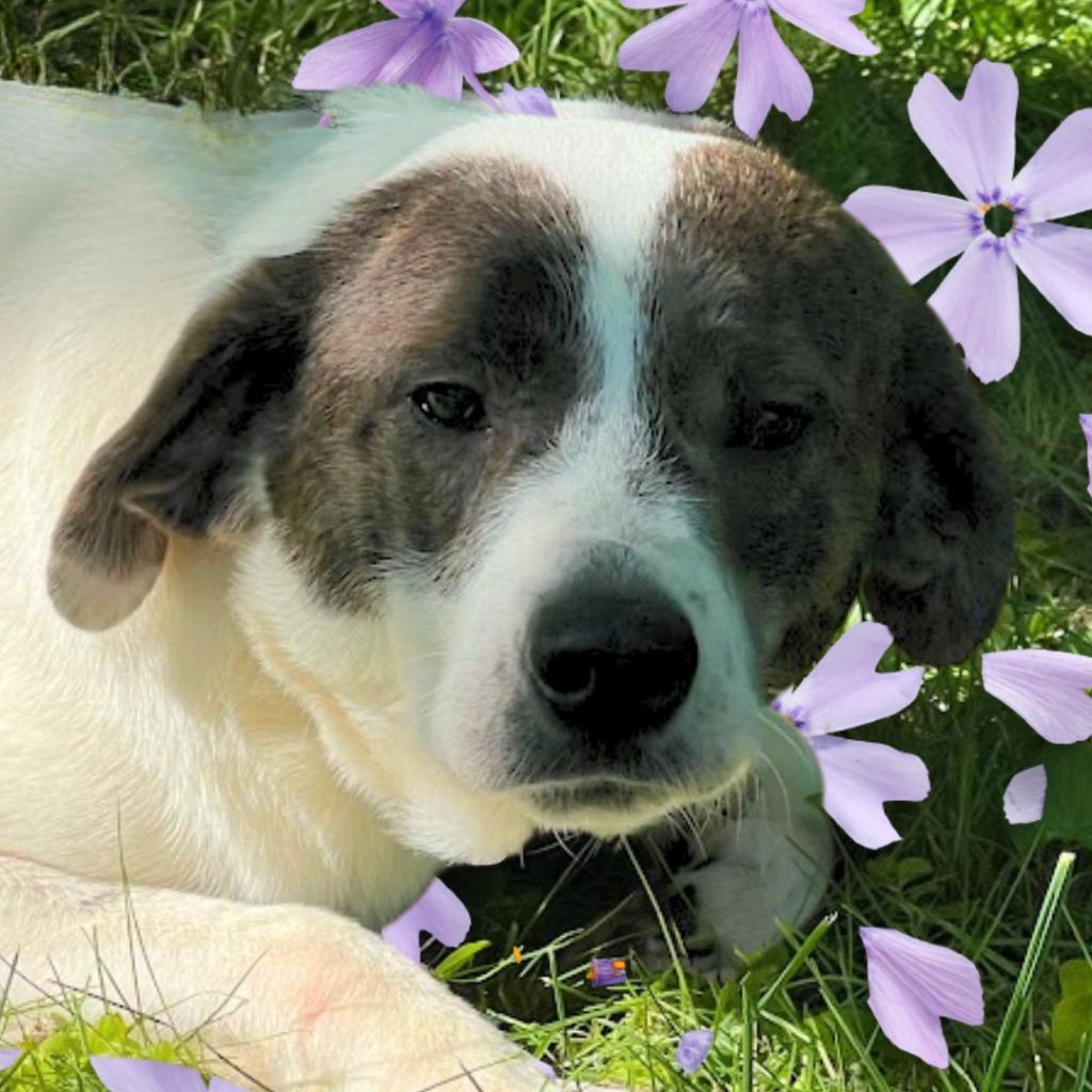 Conrad, a Adoptable mixed breed in Lawrenceburg, TN image 5/6