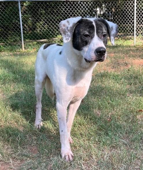 Conrad, a Adoptable mixed breed in Lawrenceburg, TN image 6/6
