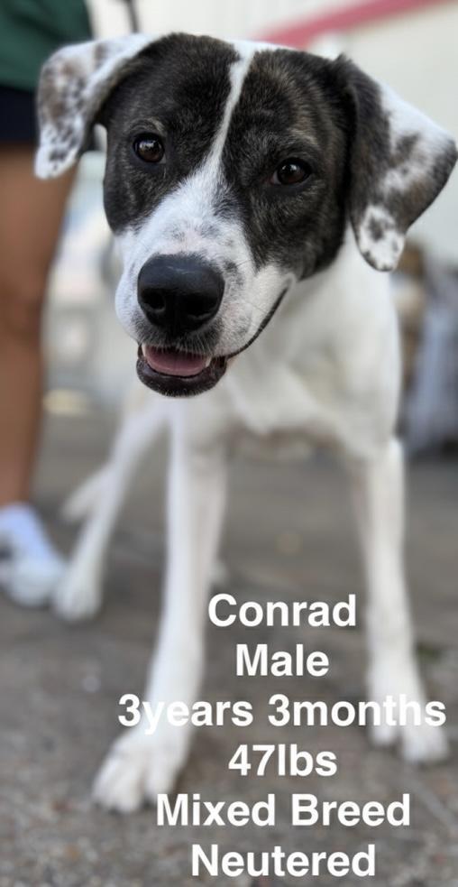 Enlarge Conrad, a Adoptable mixed breed in Lawrenceburg, TN image 6/6
