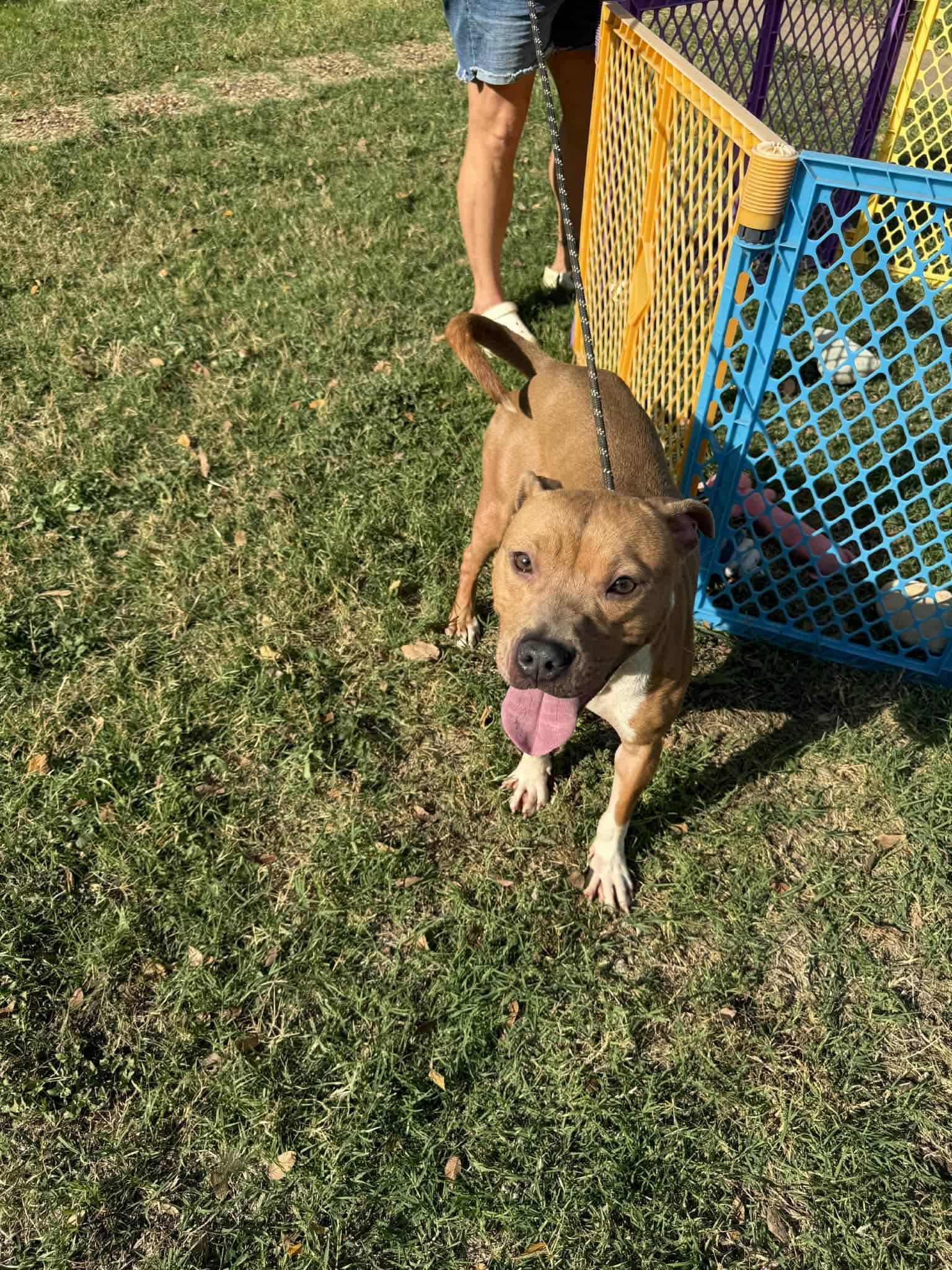 Enlarge Lyla, a Adoptable mixed breed in Dallas, TX image 1/2