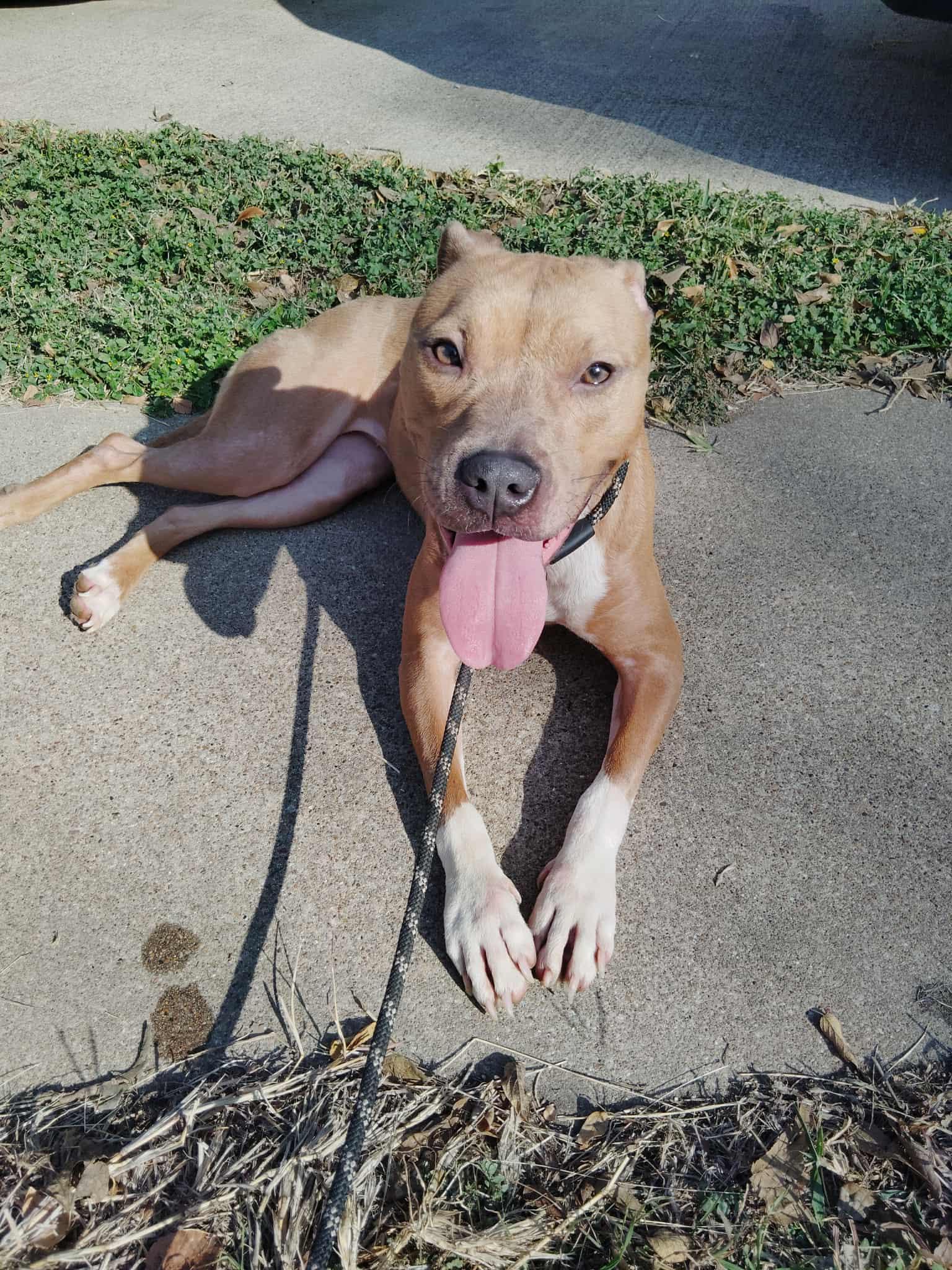 Enlarge Lyla, a Adoptable mixed breed in Dallas, TX image 2/2