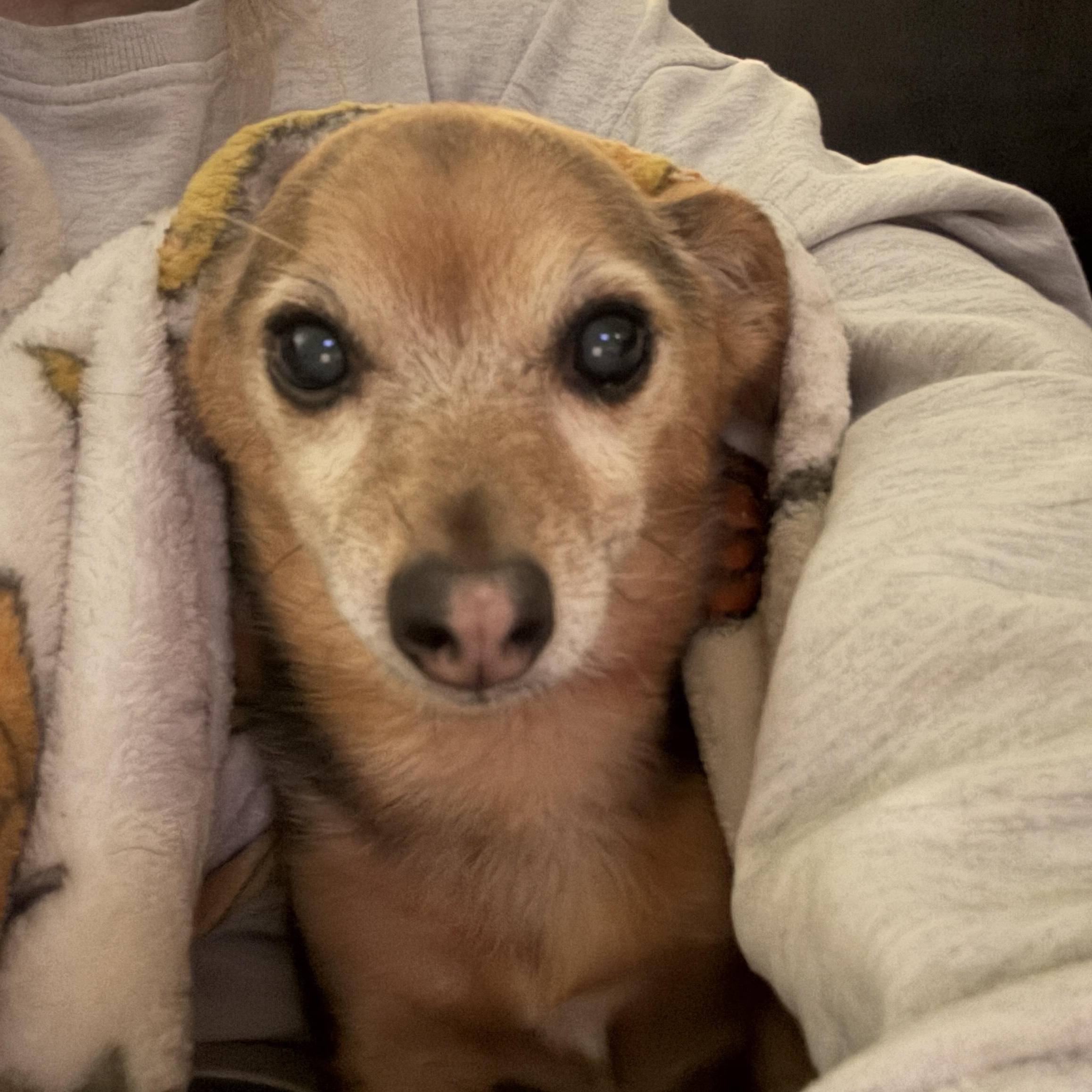 Enlarge Sadie, a Adoptable mixed breed in Byron, IL image 6/6