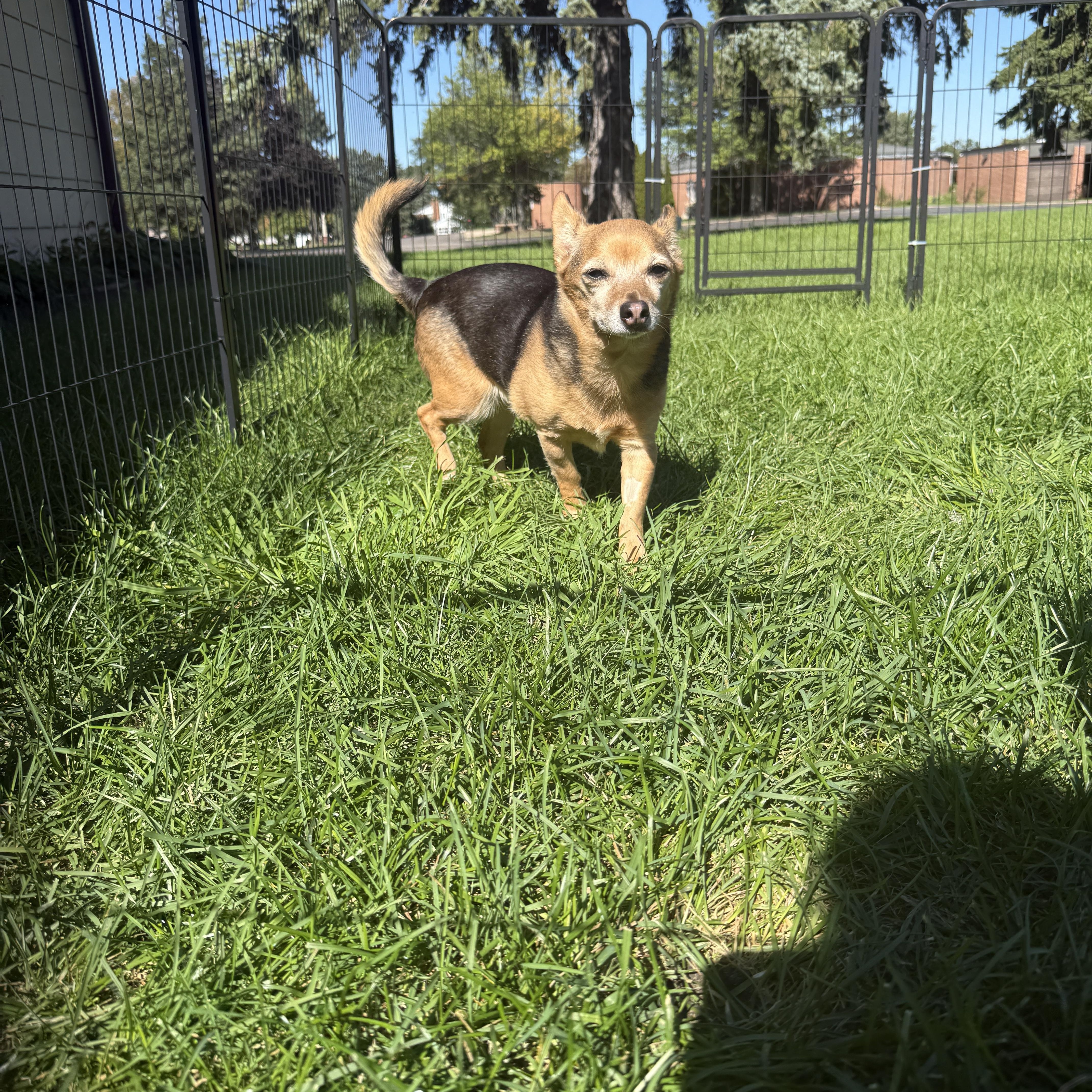Enlarge Sadie, a Adoptable mixed breed in Byron, IL image 2/6