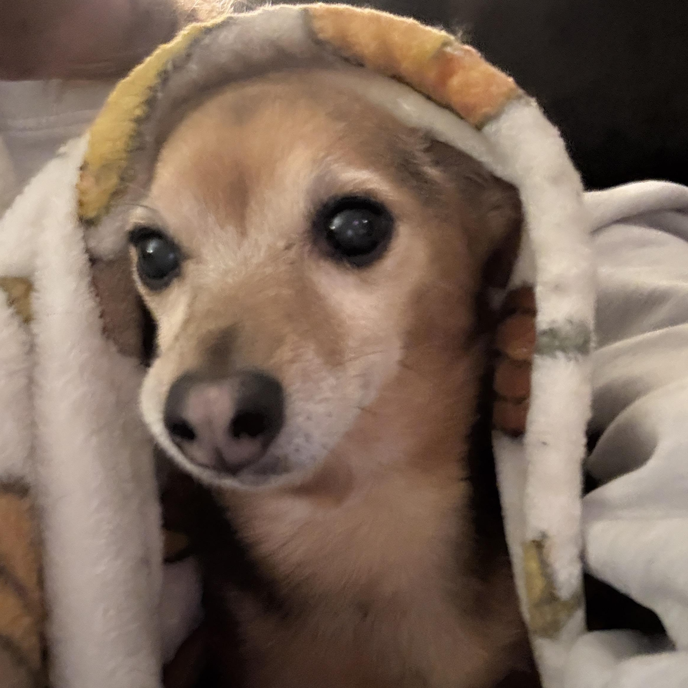 Enlarge Sadie, a Adoptable mixed breed in Byron, IL image 5/6