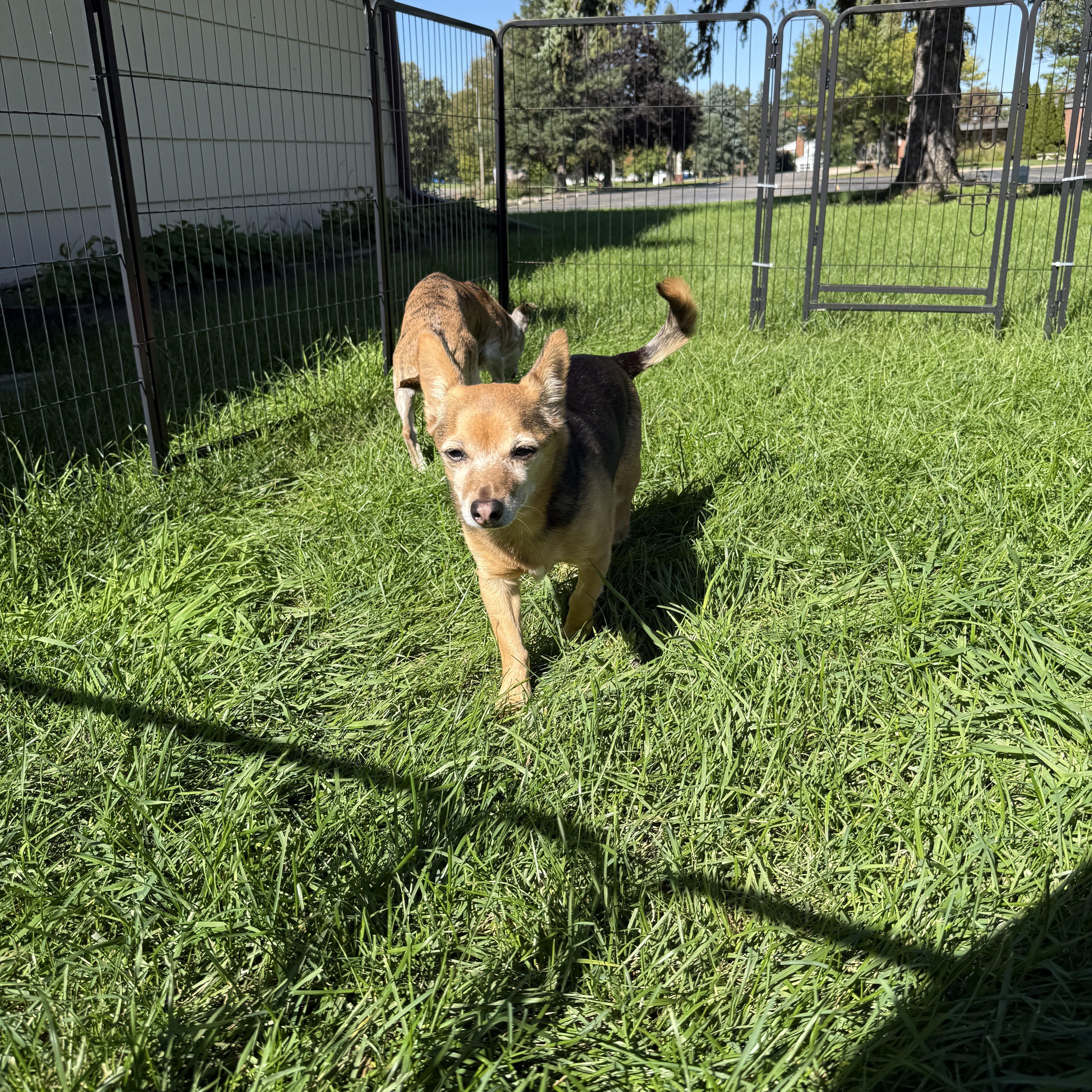 Enlarge Sadie, a Adoptable mixed breed in Byron, IL image 4/6
