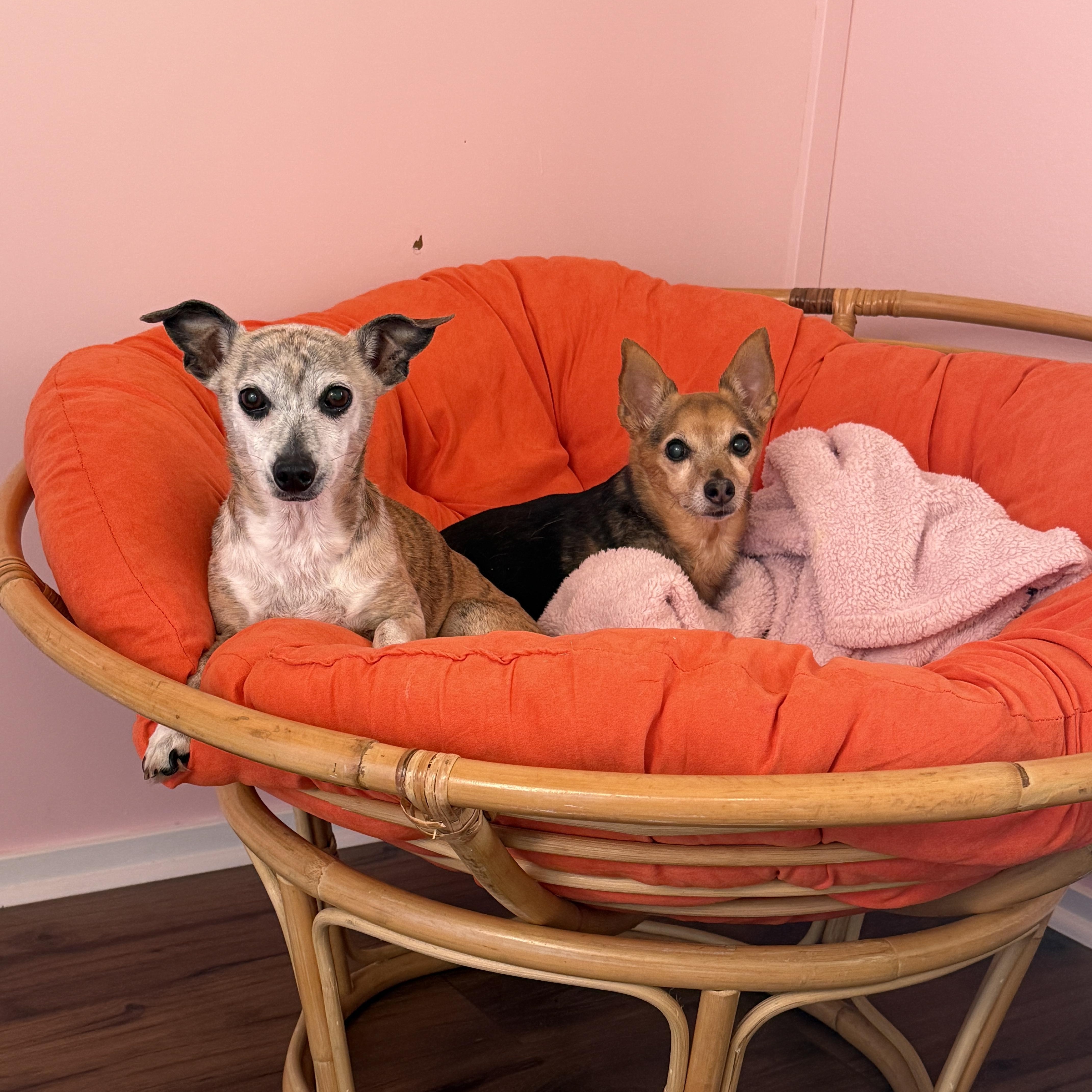 Enlarge Sadie, a Adoptable mixed breed in Byron, IL image 3/6