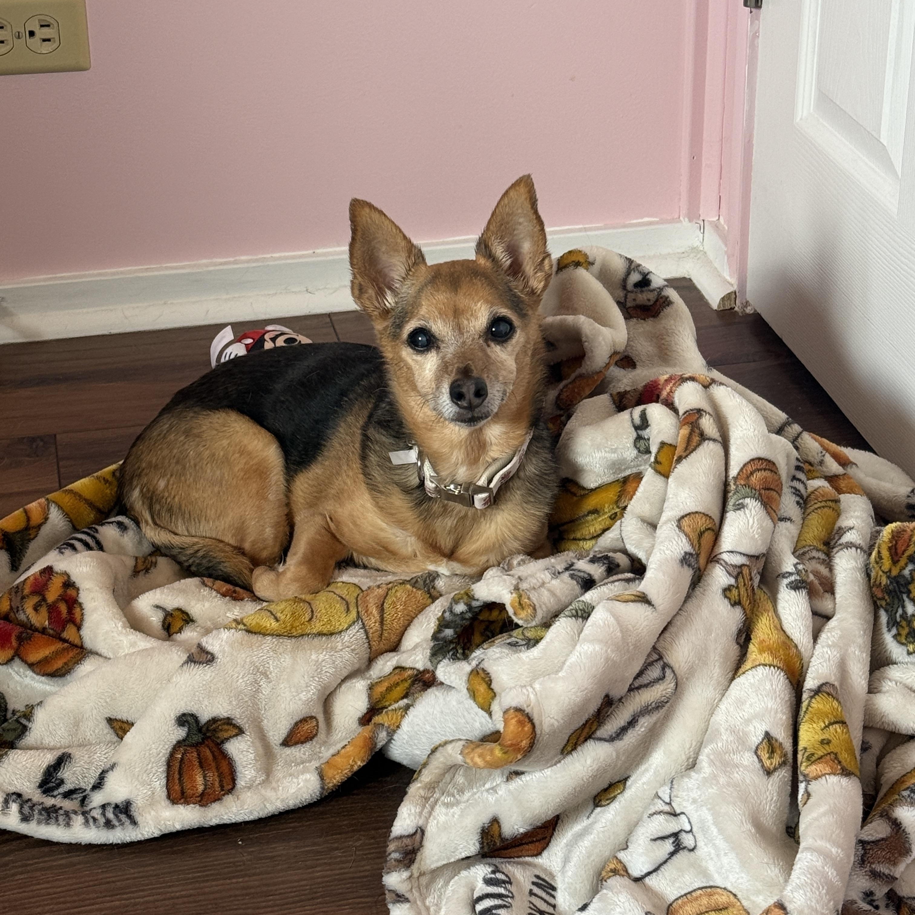 Enlarge Sadie, a Adoptable mixed breed in Byron, IL image 1/6