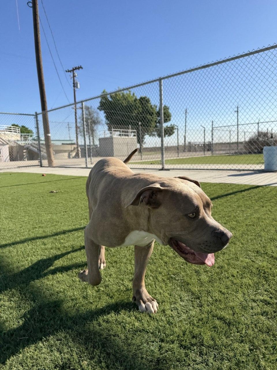 Enlarge FIONA (AVAILABLE 4/1/2026), a ADOPTABLE American Staffordshire Terrier in Wasco, CA image 2/4