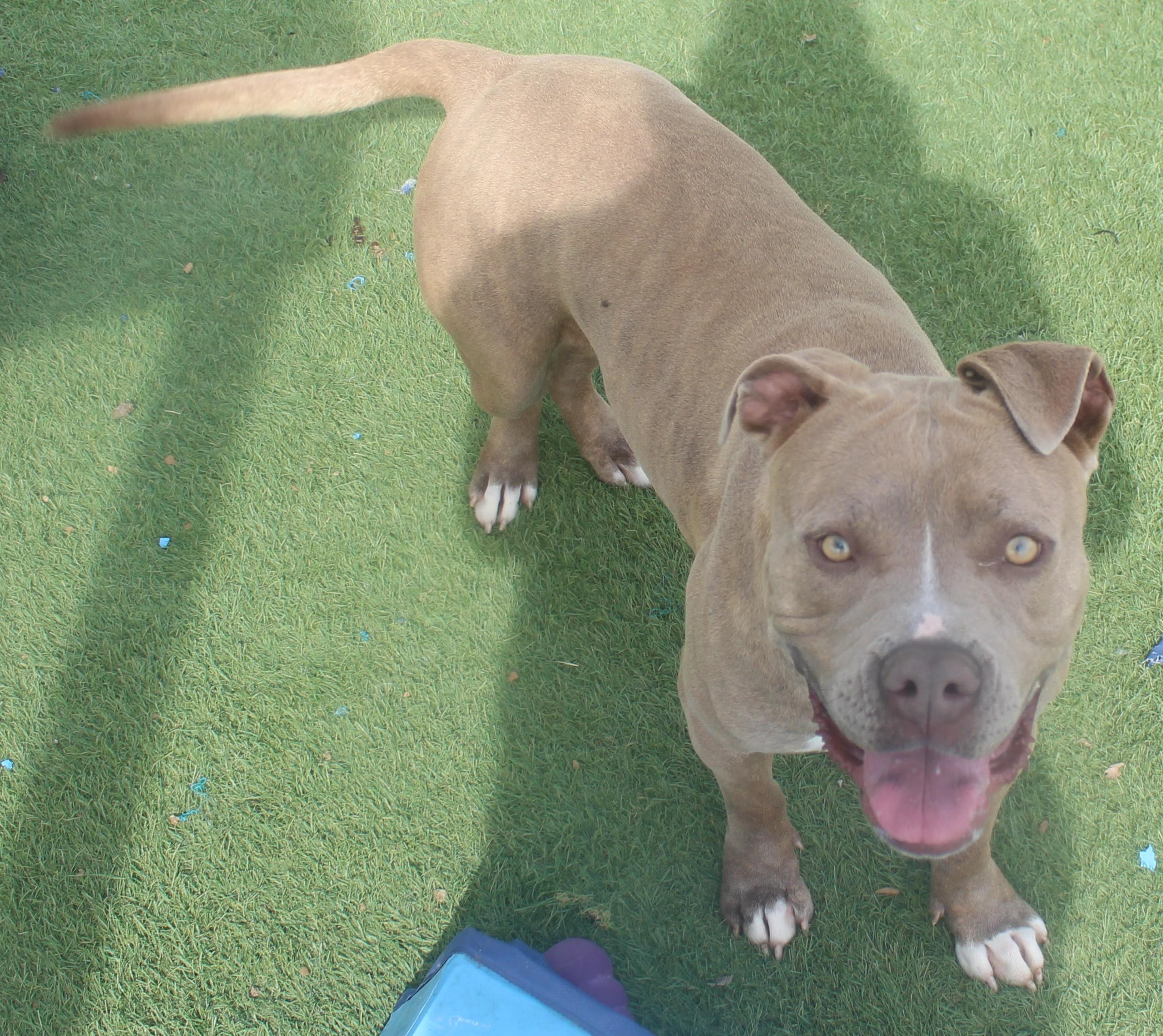 Enlarge FIONA (AVAILABLE 4/1/2026), a ADOPTABLE American Staffordshire Terrier in Wasco, CA image 2/5