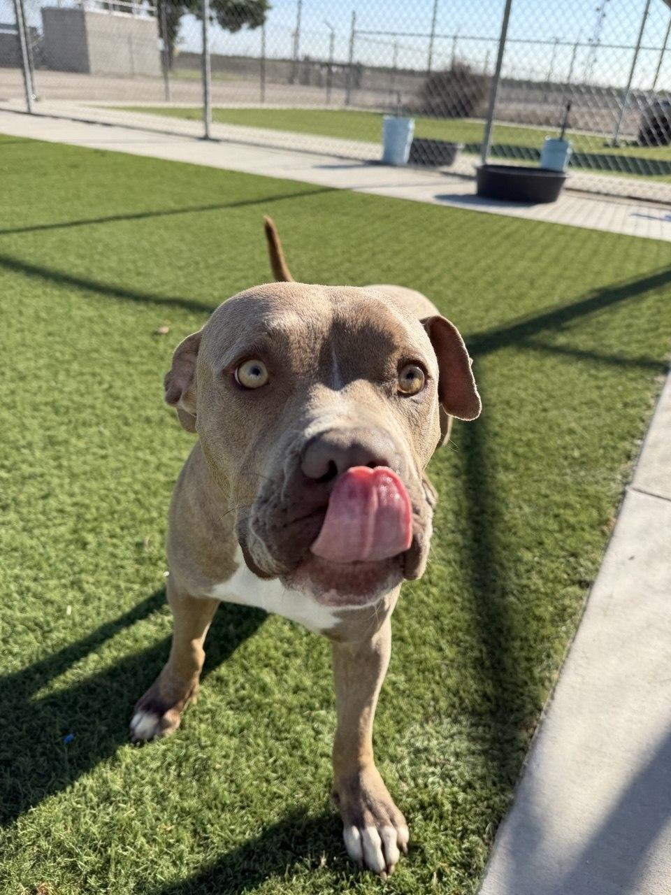 Enlarge FIONA (AVAILABLE 4/1/2026), a ADOPTABLE American Staffordshire Terrier in Wasco, CA image 3/4