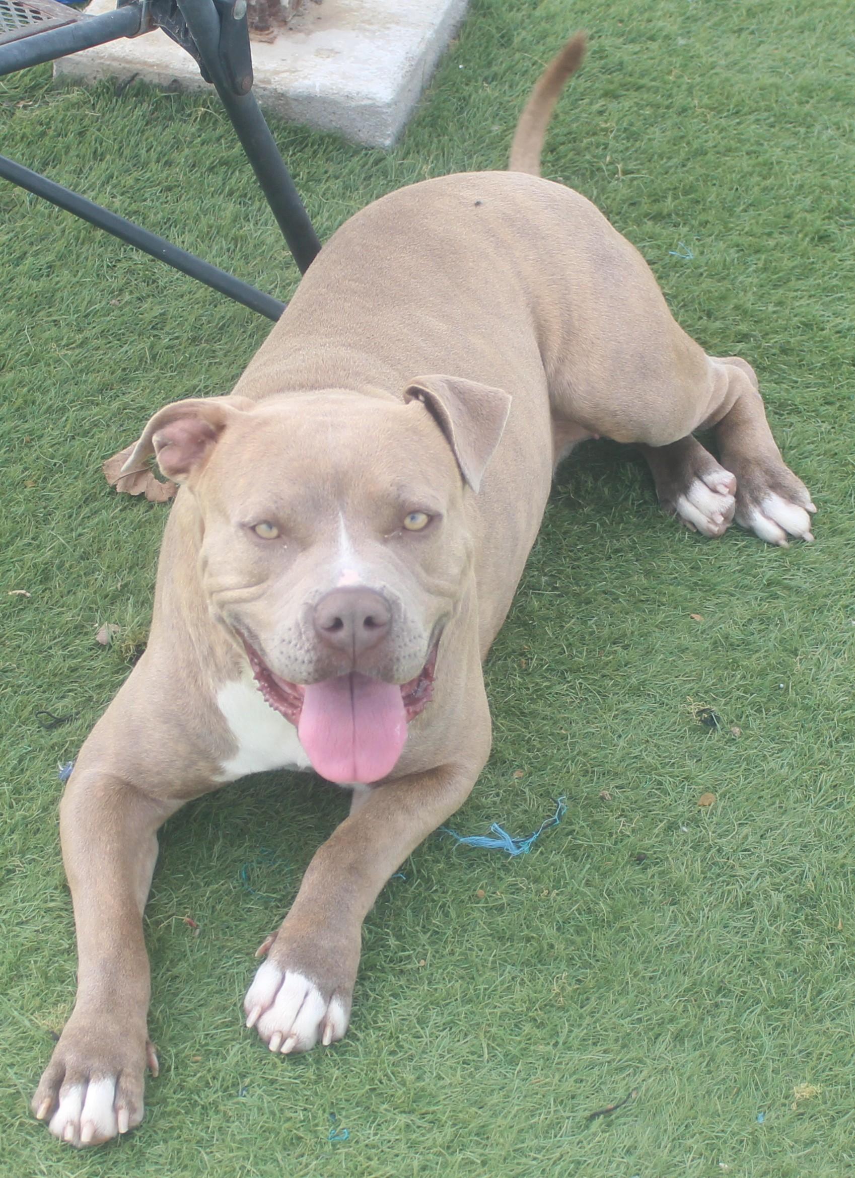 Enlarge FIONA (AVAILABLE 4/1/2026), a ADOPTABLE American Staffordshire Terrier in Wasco, CA image 3/5