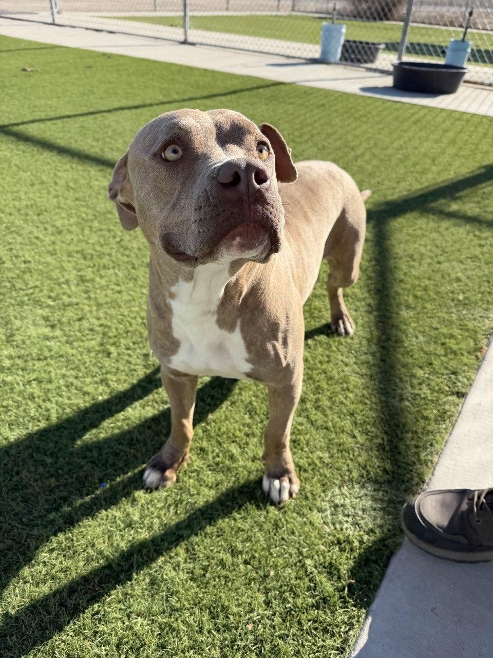 FIONA (AVAILABLE 4/1/2026), ADOPTABLE, Adult Female American Staffordshire Terrier.