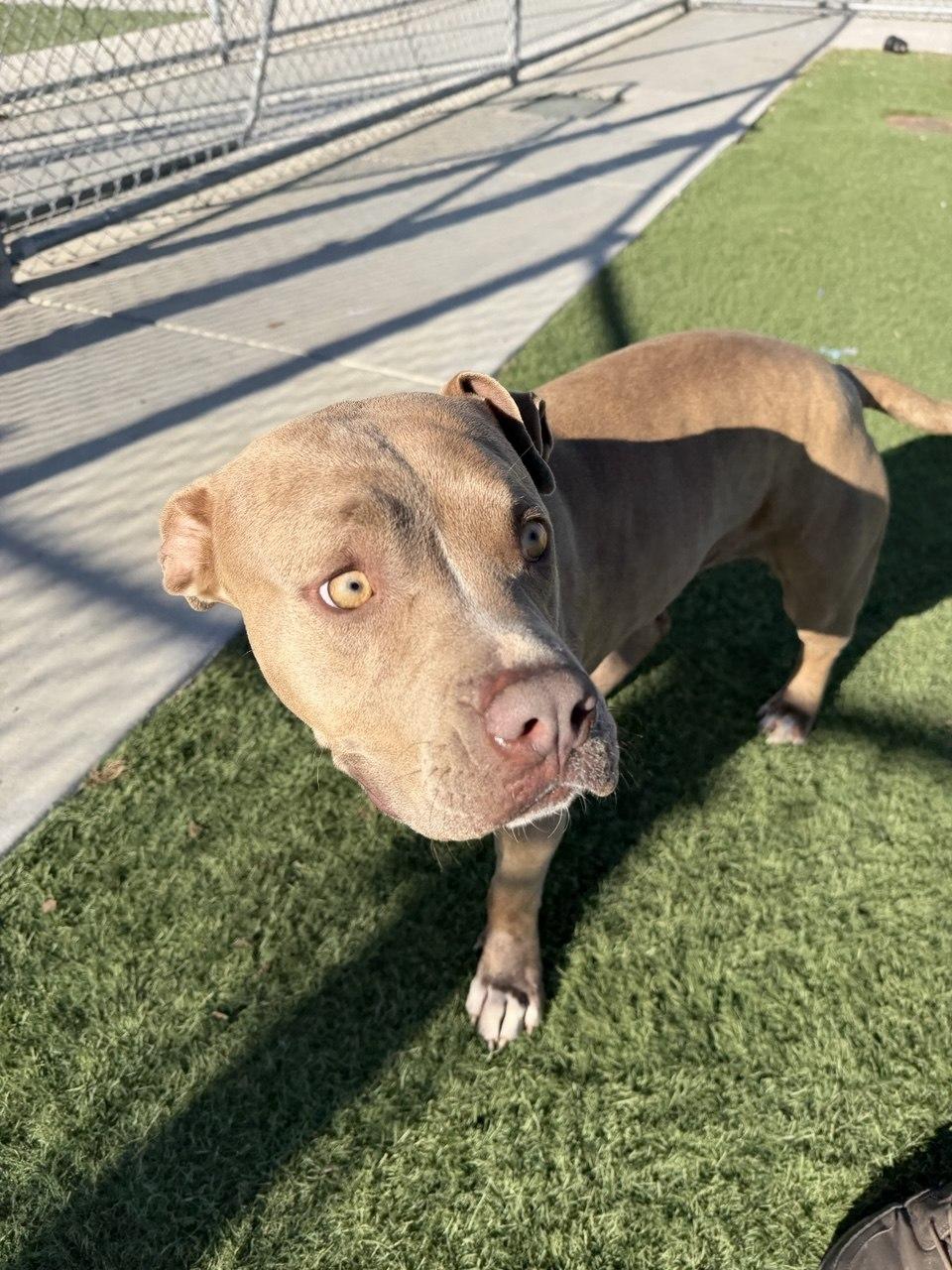 Enlarge FIONA (AVAILABLE 4/1/2026), a ADOPTABLE American Staffordshire Terrier in Wasco, CA image 4/4