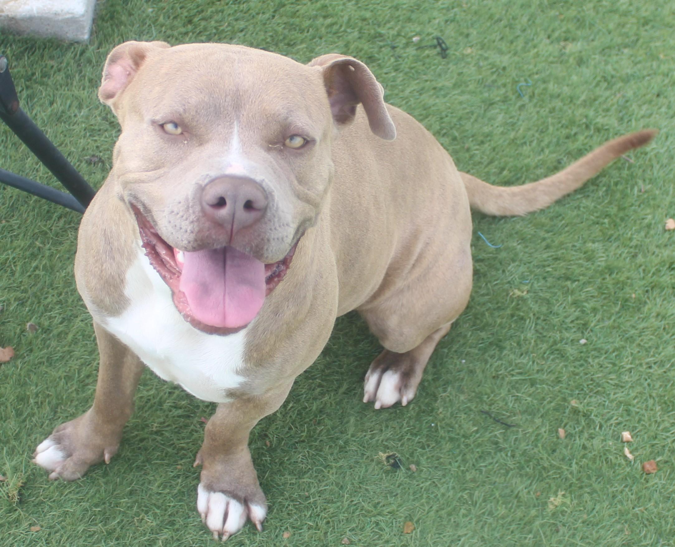 Enlarge FIONA (AVAILABLE 4/1/2026), a ADOPTABLE American Staffordshire Terrier in Wasco, CA image 4/5